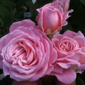 Rosa - hybride - Madame de Maintenon - Kortekcho